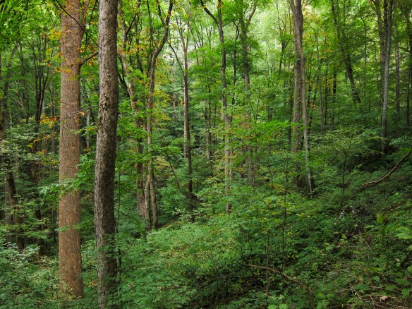 appalachian_cove_forest_on_baxter_creek_trail_in_great_smoky_mountains_national_park